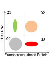 A Flow Cytometric Method to Determine Transfection Efficiency