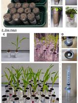 An Adjustable Protocol to Analyze Chemical Profiles of Non-sterile Rhizosphere Soil