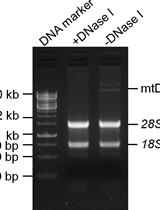 Improved Mammalian Mitochondrial RNA Isolation