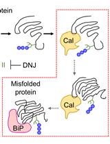Glucosidase Inhibition to Study Calnexin-assisted Glycoprotein Folding in Cells