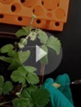 草莓果实中的瞬时表达检测