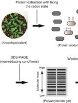 Simple Method to Determine Protein Redox State in <em>Arabidopsis thaliana</em>