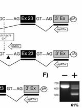 Minigene技术评估会导致人细胞产生异常剪切的基于CRISPR/Cas9 的内含子突变切除