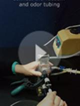 Accessing Olfactory Habituation in <em>Drosophila melanogaster</em> with a T-maze Paradigm