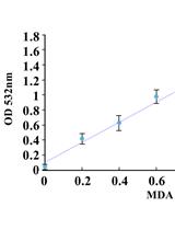 Determining Oxidative Damage by Lipid Peroxidation Assay in Rat Serum