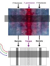 Imaging Gene Expression Dynamics in <em>Pseudomonas fluorescens</em> In5 during Interactions with the Fungus <em>Fusarium graminearum</em> PH-1