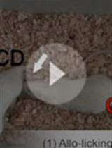 疼痛共情的大鼠模型