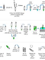 Capillary Nano-immunoassay for Quantification of Proteins from CD138-purified Myeloma Cells