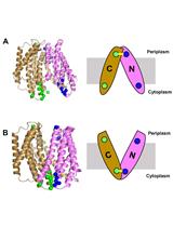 Probing Conformational States of a Target Protein in Escherichia coli Cells by in vivo Cysteine Cross-linking Coupled with Proteolytic Gel Analysis