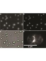 Visualizing Filamentous Actin in Chlamydomonas reinhardtii
