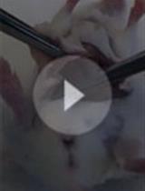 利用活细胞运动分析研究神经和胶质（少突胶质细胞）祖细胞运动