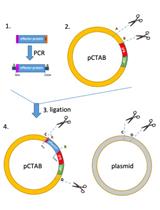 Tandem Affinity Purification of SBP-CBP-tagged Type Three Secretion System Effectors