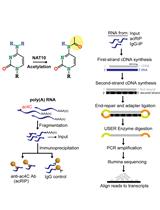 Immunoprecipitation and Sequencing of Acetylated RNA