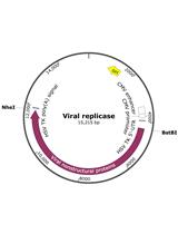 Analysis of Functional Virus-generated PAMP RNAs Using IFNα/β ELISA Assay
