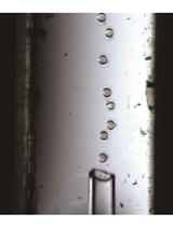 CRISPR/Cas9 + AAV-mediated Intra-embryonic Gene Knocking in Mice