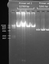 Detection of Heteroplasmic Variants in the Mitochondrial Genome through Massive Parallel Sequencing