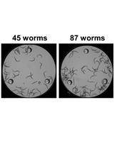 Oxygen Consumption Measurements in <em>Caenorhabditis elegans</em> Using the Seahorse XF24