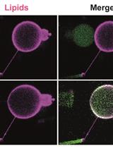 Dynamic and Sequential Protein Reconstitution on Negatively Curved Membranes by Giant Vesicles Fusion