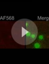 Fluorescence Microscopy Assay to Measure HIV-1 Capsid Uncoating Kinetics in vitro
