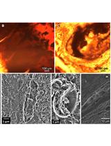 Electron Microscopy Sample Preparation Protocol Enabling Nano-to-mesoscopic Mapping of Cellular Connectomes and Their Habitats in Human Tissues and Organs