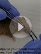 Isoelectric Focusing to Quantify Rhodopsin Phosphorylation in Mouse Retina