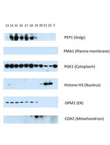 A Protocol to Map the Spatial Proteome Using HyperLOPIT in Saccharomyces cerevisiae