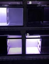 A Standardized Tank Design for the Light Dark Task in Zebrafish