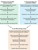 In vitro RNA Cleavage Assays to Characterize IRE1-dependent RNA Decay