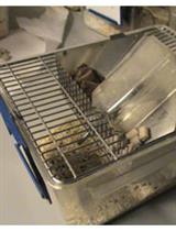 Protocol for Measuring Compulsive-like Feeding Behavior in Mice