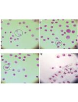 Evaluation of Genotoxicity by Micronucleus Assay in vitro and by Allium cepa Test in vivo