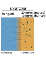 神经元突起RNA含量的Axon-seq 深入分析