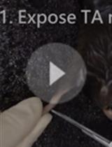 成年C57BL/6J小鼠单个肌纤维的培养分离和卫星细胞的免疫染色