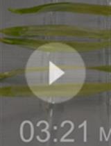 感染大麦中白粉病吸器的分离提取