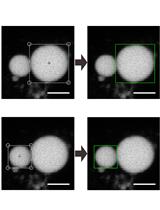 Lipid-exchange Rate Assay for Lipid Droplet Fusion in Live Cells
