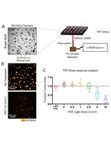 Photodynamic Therapy in a 3D Model of Ovarian Cancer