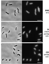Optimized Protocol for the Incorporation of FDAA (HADA Labeling) for in situ Labeling of Peptidoglycan 
