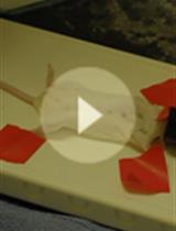 Precision Technique for Splenectomy Limits Mouse Stress Responses for Accurate and Realistic Measurements for Investigating Inflammation and Immunity