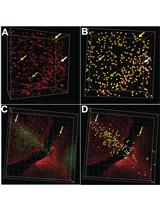 Looking through Brains with Fast Passive CLARITY: Zebrafish, Rodents, Non-human Primates and Humans