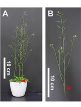 拉伸强度测试用于检测拟南芥花序轴组织刚度