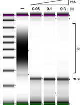 Strand-specific Single-stranded DNA Sequencing (4S-seq) of E. coli genomes