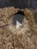Quantification of Prostaglandin E<sub>2</sub> Concentration in Interstitial Fluid from the Hypothalamic Region of Free-moving Mice
