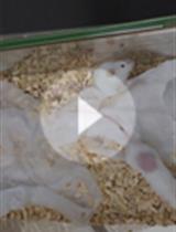 用活体生物荧光法观察小鼠白念珠菌感染模型中的缺氧情况