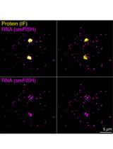 Three-dimensional Reconstruction and Quantification of Proteins and mRNAs at the Single-cell Level in Cultured Cells