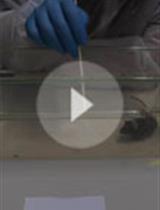 Whisker Nuisance Test: A Valuable Tool to Assess Tactile Hypersensitivity in Mice 