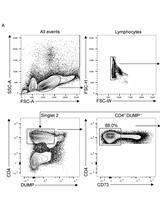 In vitro Differentiation of Thymic Treg Cell Progenitors to Mature Thymic Treg Cells