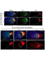 Ex vivo Drosophila Wing Imaginal Disc Culture and Furin Inhibitor Assay