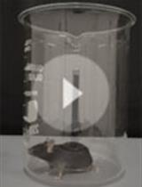 基于圆筒试验的小鼠帕金森综合症模型中感觉运动系统功能测试