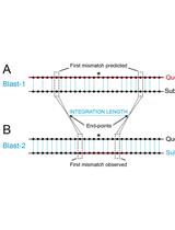 Measurement of the Length of the Integrated Donor DNA during <em>Bacillus subtilis</em> Natural Chromosomal Transformation