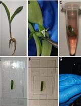 Non-invasive Quantification of Cell Wall Porosity by Fluorescence Quenching Microscopy