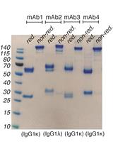 A Refined Protocol for Identifying Citrulline-specific Monoclonal Antibodies from Single Human B Cells from Rheumatoid Arthritis Patient Material